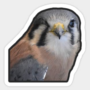 Kestrel Sticker